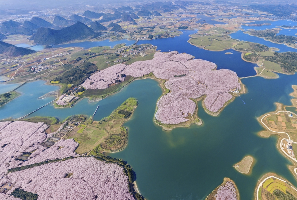 贵州 | 贵安新区万亩樱花-百亿像素