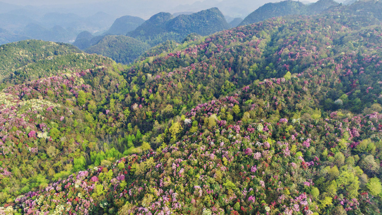 贵州 | 黔西·百里杜鹃-百亿像素